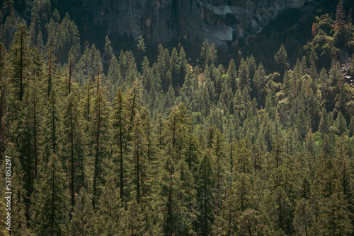 Pine trees in a Yosemite forest