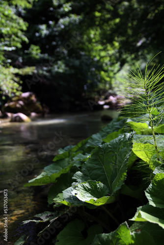 Green spontaneous vegetation with the source of the Aventino river in the background, Capo di Fiume, Palena, Abruzzo, Italy photo