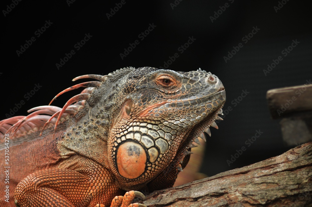 Fototapeta premium iguana on a tree