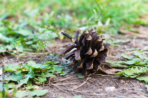 Pine cone