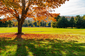 golden autumn tree under bright sunlight
