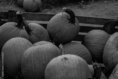 pumpkins in a crate
