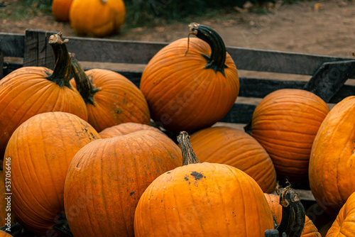 pumpkins on a farm