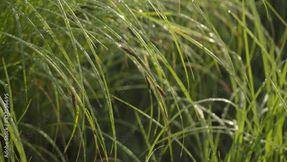 green grass in the wind green grass in the wind