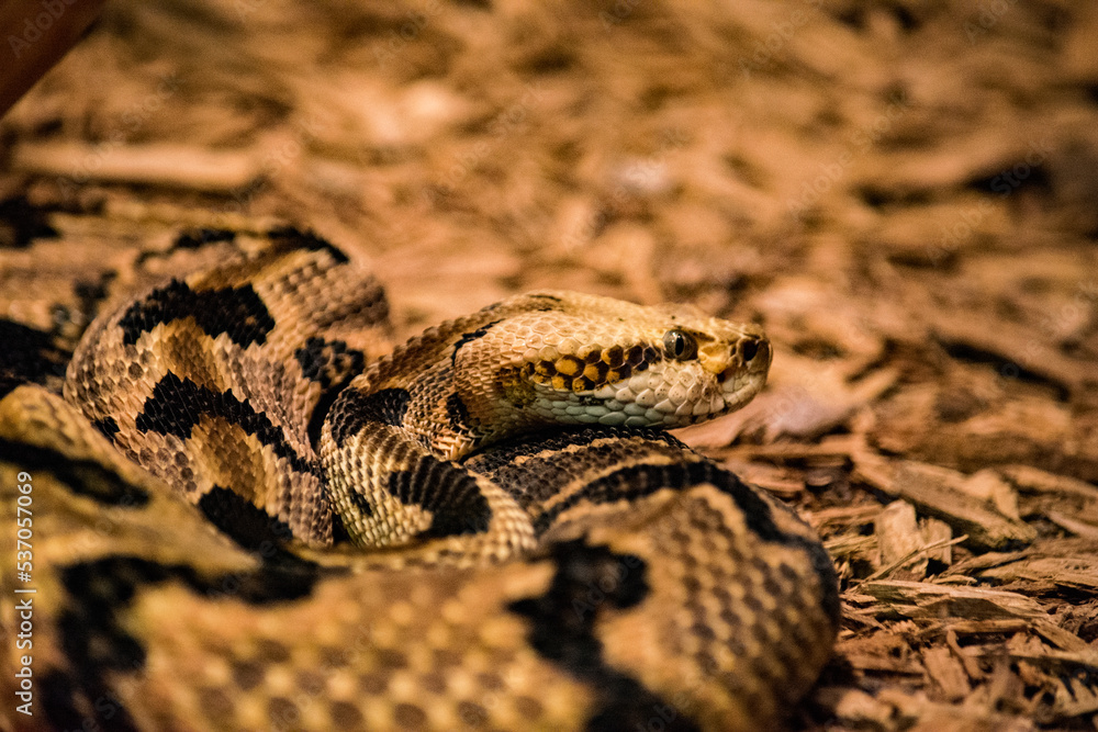 close up of a snake close up of a snake