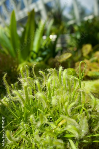 Vertical view of Drosera capensis botanical plant in the greenery photo