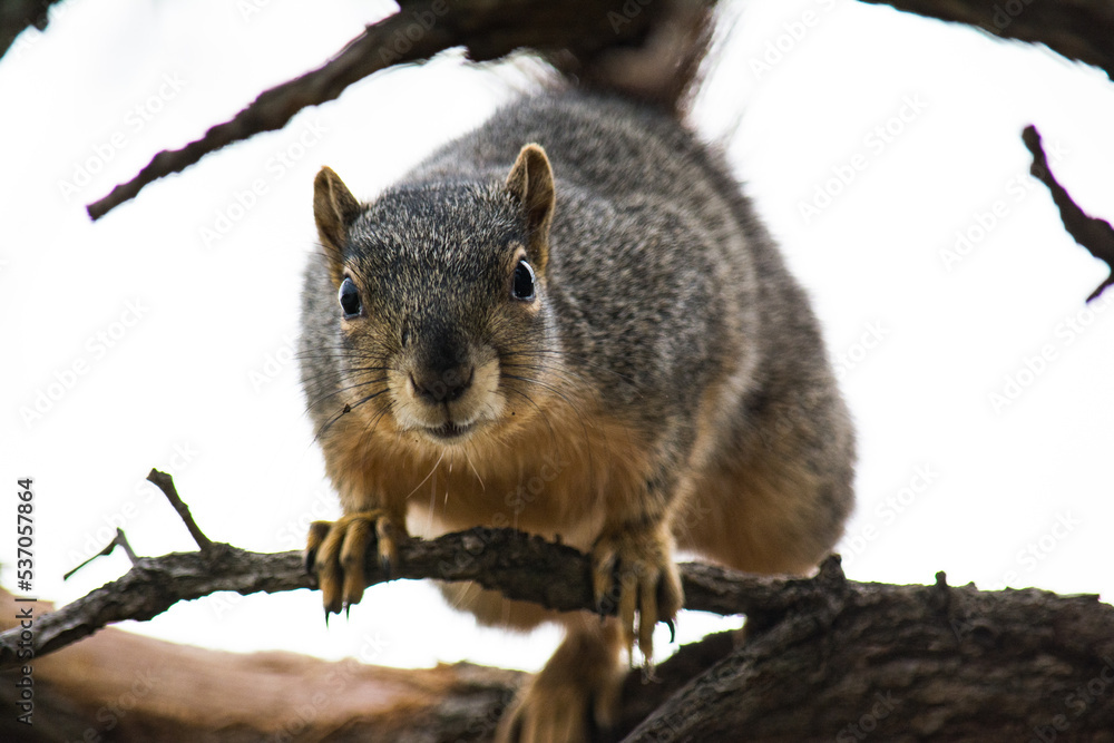 squirrel in the park