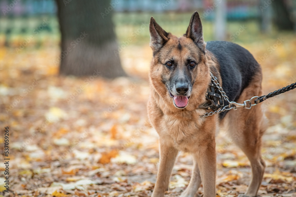 Beautiful purebred elderly shepherd dog for a walk in the autumn park.