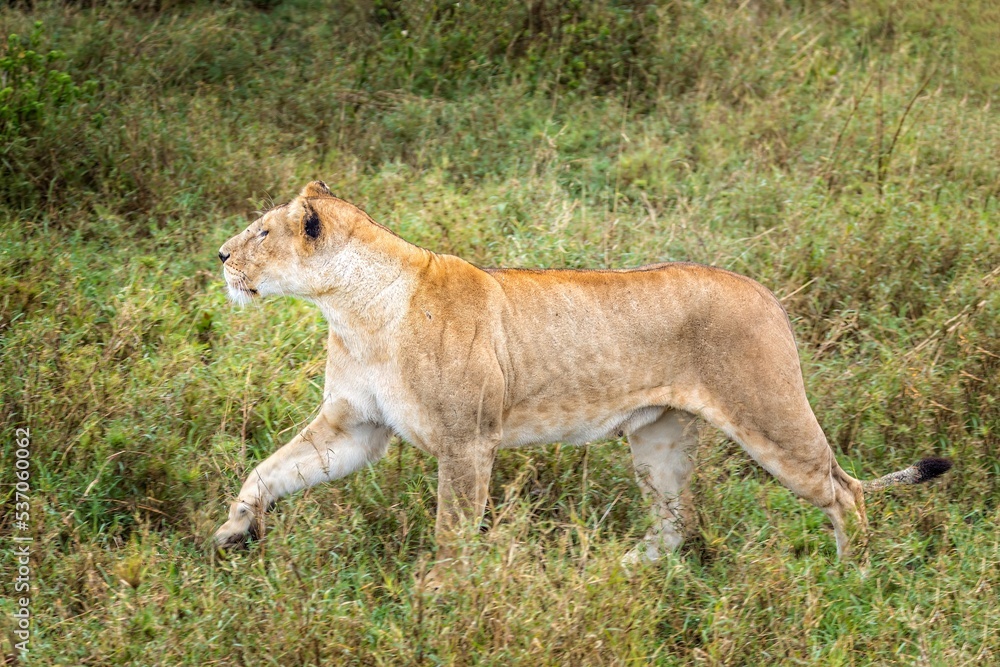 A female the grasslands of the Serengeti, Tanzania A female the grasslands of the Serengeti, Tanzania