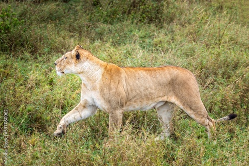 A female  the grasslands of the Serengeti  Tanzania