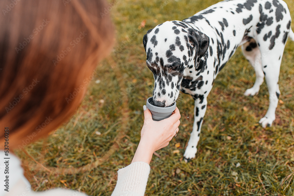 Dalmatian dog drinks water from a portable plate Dalmatian dog drinks water from a portable plate