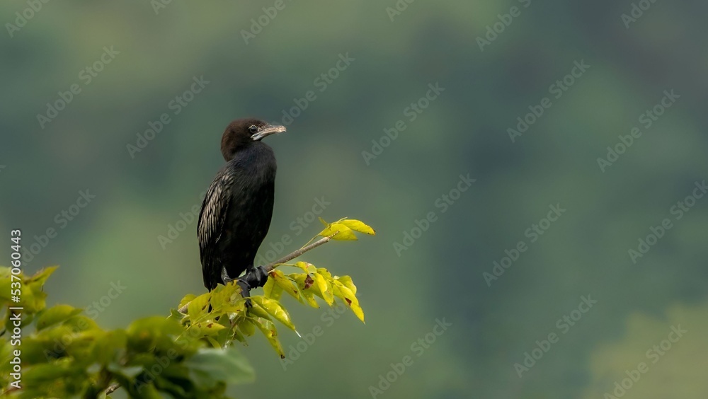 Fototapeta premium little cormorant (Microcarbo niger)