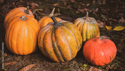 Close up orange pumpkins  concept of autumn season of vegetables  October harvest