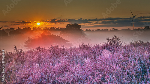 L  neburger Heide  Heide heidekrautl.lil nebel sonnenaufgang