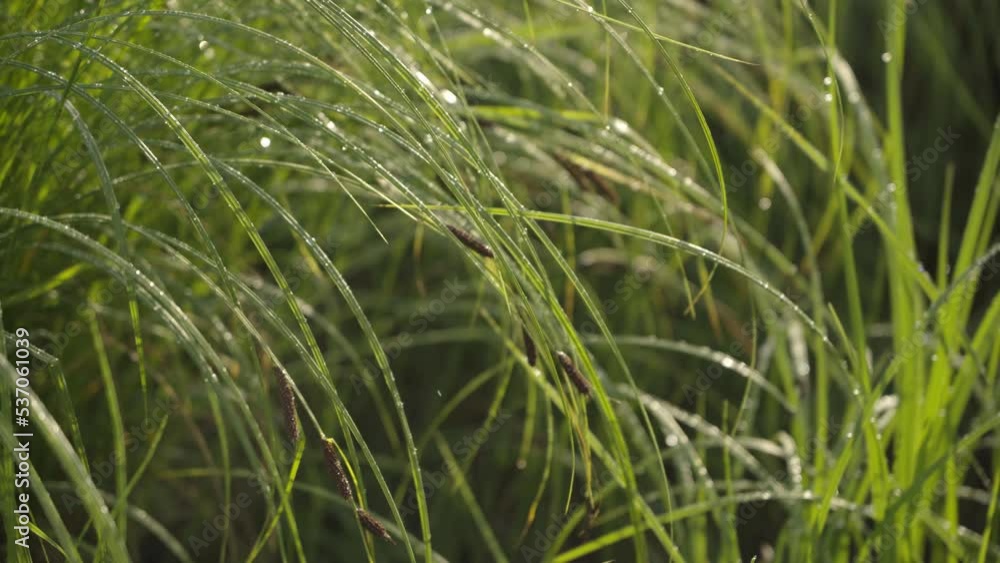 river grass with ears swaying in the wind river grass with ears swaying in the wind