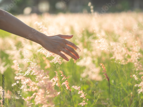 Women hand touching a grass flower on the field with a sunset light, flare light. Showing a mood of happiness and hope. photo