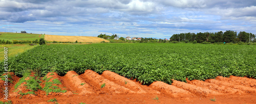 Potatoes plants growing in a field in rural Prince Edward Island.