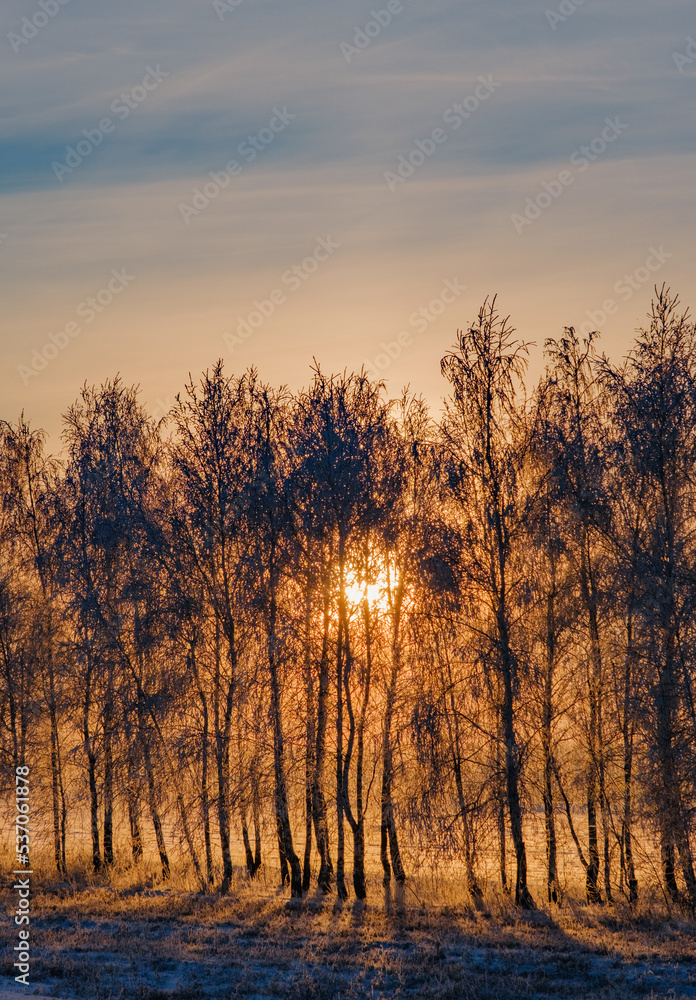 Frozen trees in the snow in winter. Winter and frost. Beautiful sunset light. Snow-white branches. First snow. Seasons. Themes of postcards and travels. Sunlight through the trunks. Frozen trees in the snow in winter. Winter and frost. Beautiful sunset light. Snow-white branches. First snow. Seasons. Themes of postcards and travels. Sunlight through the trunks.