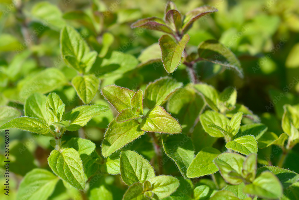 Common marjoram Common marjoram