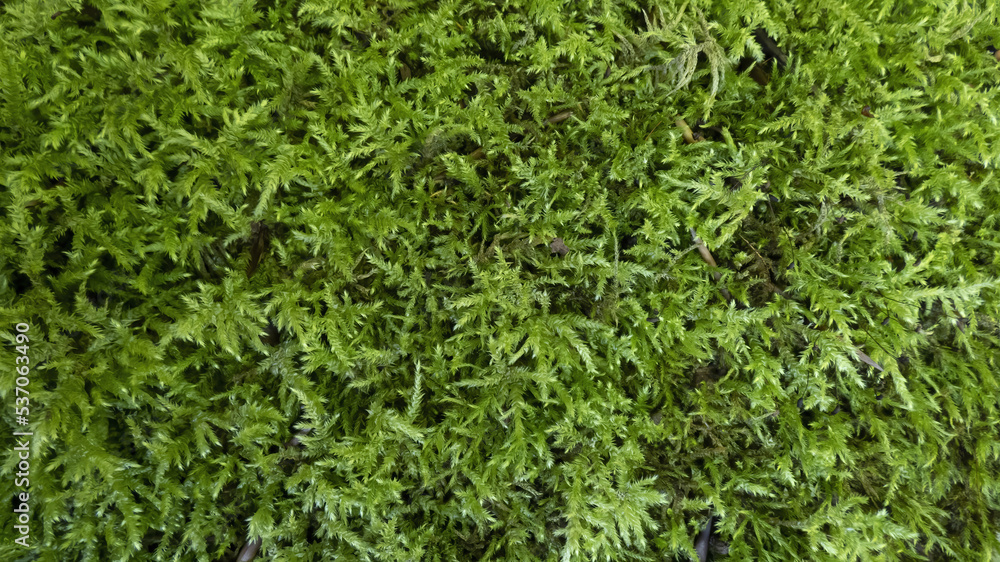Closeup of Green moss Background Closeup of Green moss Background