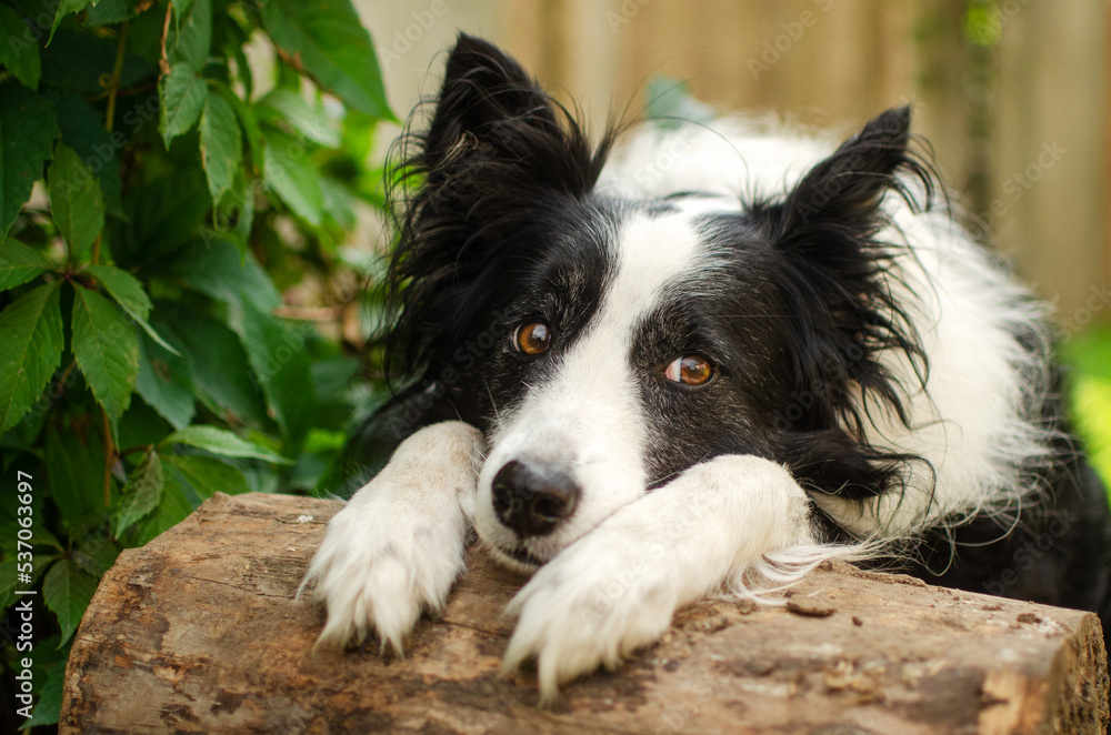 border collie dog lovely portrait sad pet look