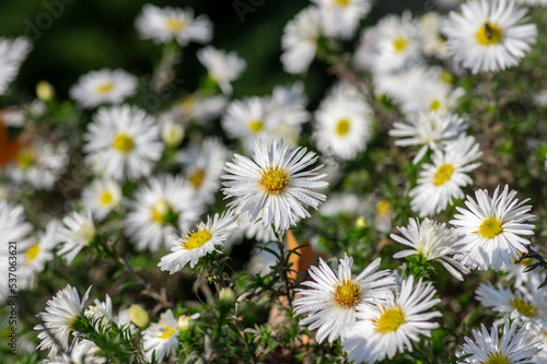 Symphyotrichum novi-belgii flowering plant  beautiful summer autumn rich petal flowers in bloom