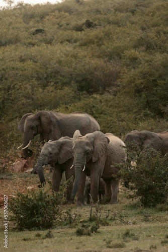 Photography Vertical shot of elephants in nature