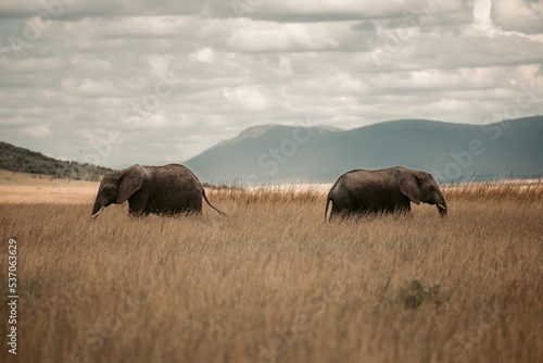 Photography Beautiful shot of elephants in a dry field