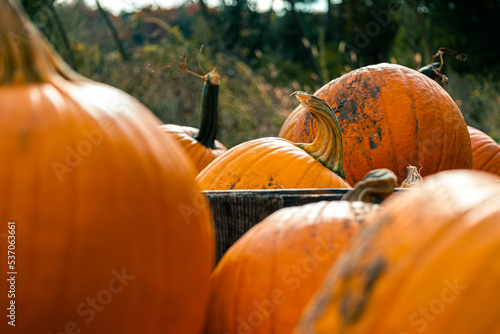 pumpkin on a farm