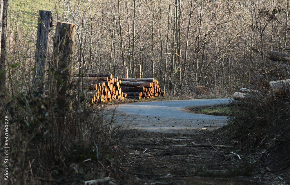 Logs of wood by the road in the woods Logs of wood by the road in the woods
