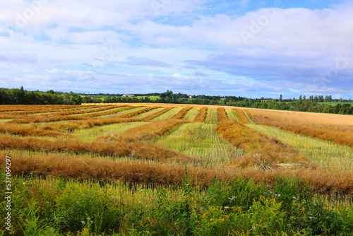 Landscape in summer in Prince Edwards Island Canada © Daniel Meunier