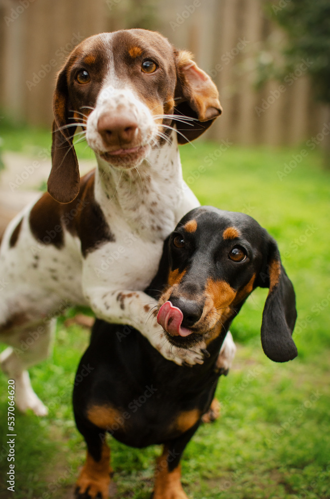 Dachshund dog funny pet portraits hugs