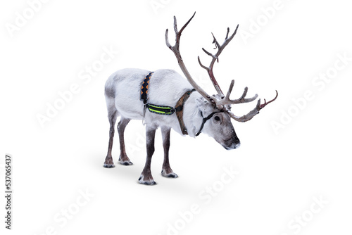 Reindeer with harness isolated on white background.