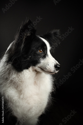 border collie dog lovely pet portrait on black background in studio
