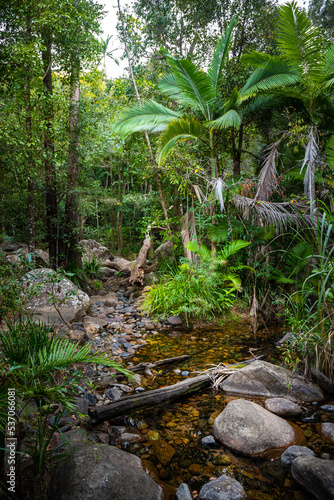 unique landscape of the paluma range national park in semi northern queensland, australia; a stream flowing in front of a dense australian bush; jourama falls