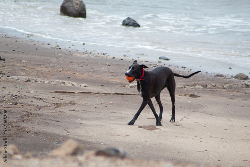 Perro negro jugando con su pelota roja en la orilla del mar.