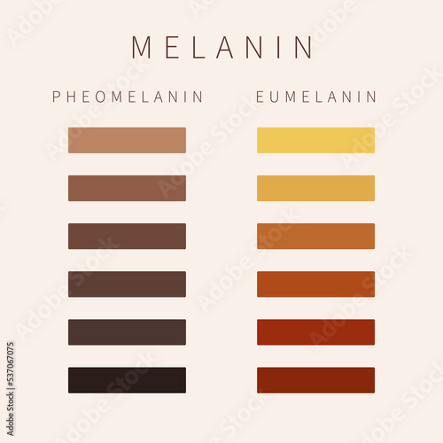 Melanin color palette scheme. Eumelanin and pheomelanin pigment grades of skin, hair and eyes. Skin complexion diversity. Fitzpatrick skin type classification scale. Vector illustration