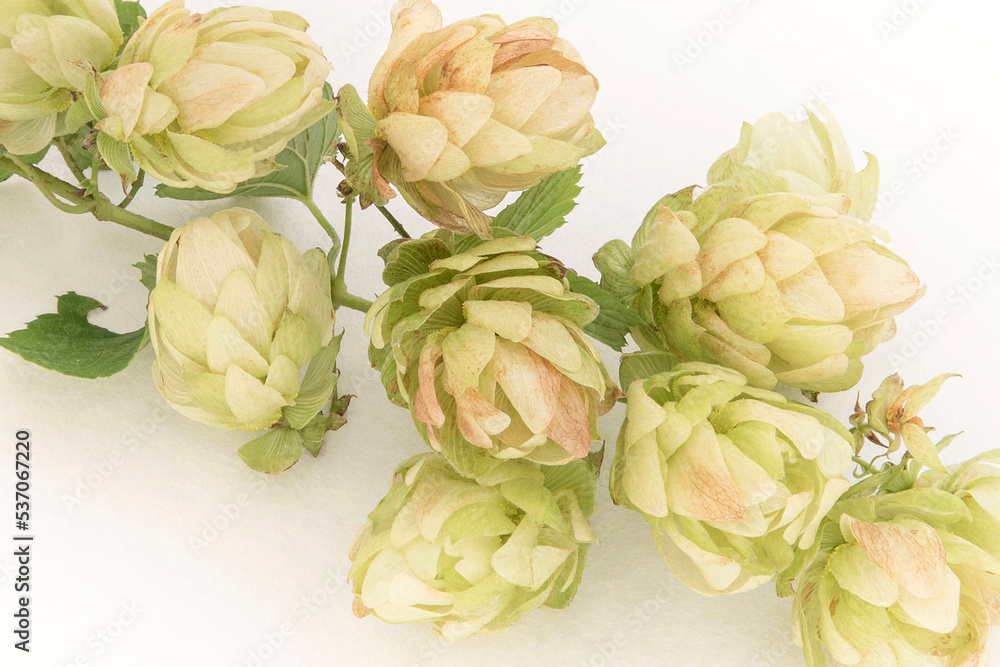 Fototapeta premium Close up of green hop cones and seeds for making beer