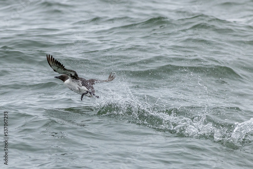 Guillemot (Uria aalge)