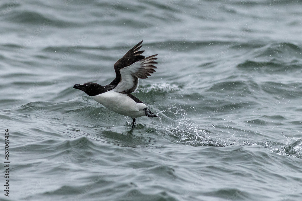 Razorbill (Alca torda)