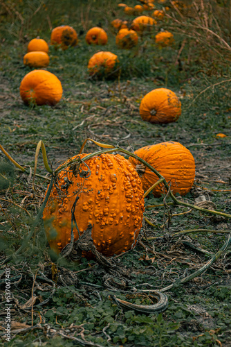 pumpkins in a field