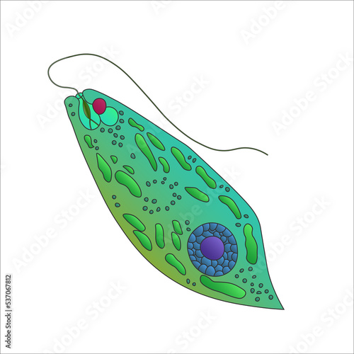 Euglena green protozoan isolated on white background