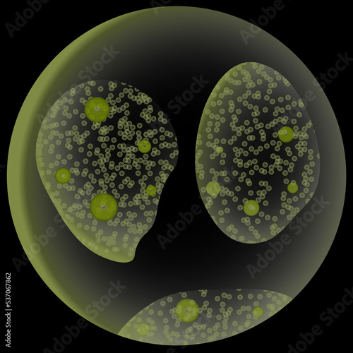 Volvox microalgae colony isolated on black background photo