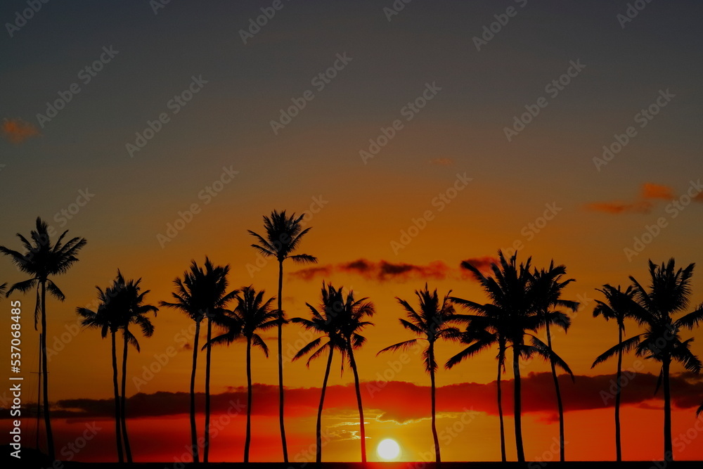ヤシの木,夕暮れ,サンセット,palm beach, sunset, backlight,