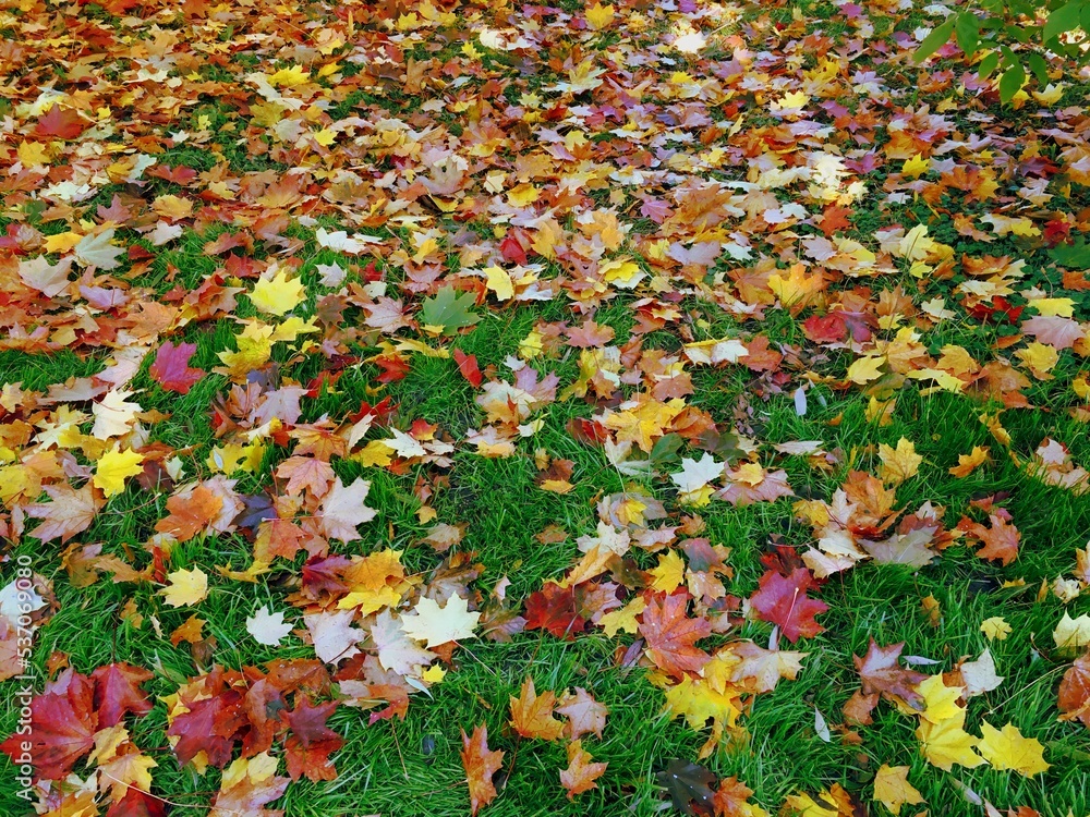Autumn Leaves on green grass in park