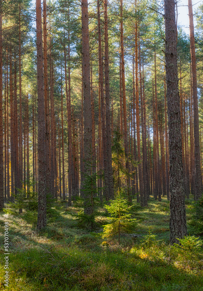 Pine tree forest landscape. Forest therapy and stress relief Pine tree forest landscape. Forest therapy and stress relief