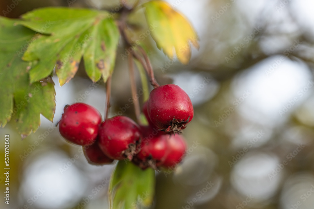 Hawthorn with red berry on the branch, warm sunny light, shallow depth of the field Hawthorn with red berry on the branch, warm sunny light, shallow depth of the field