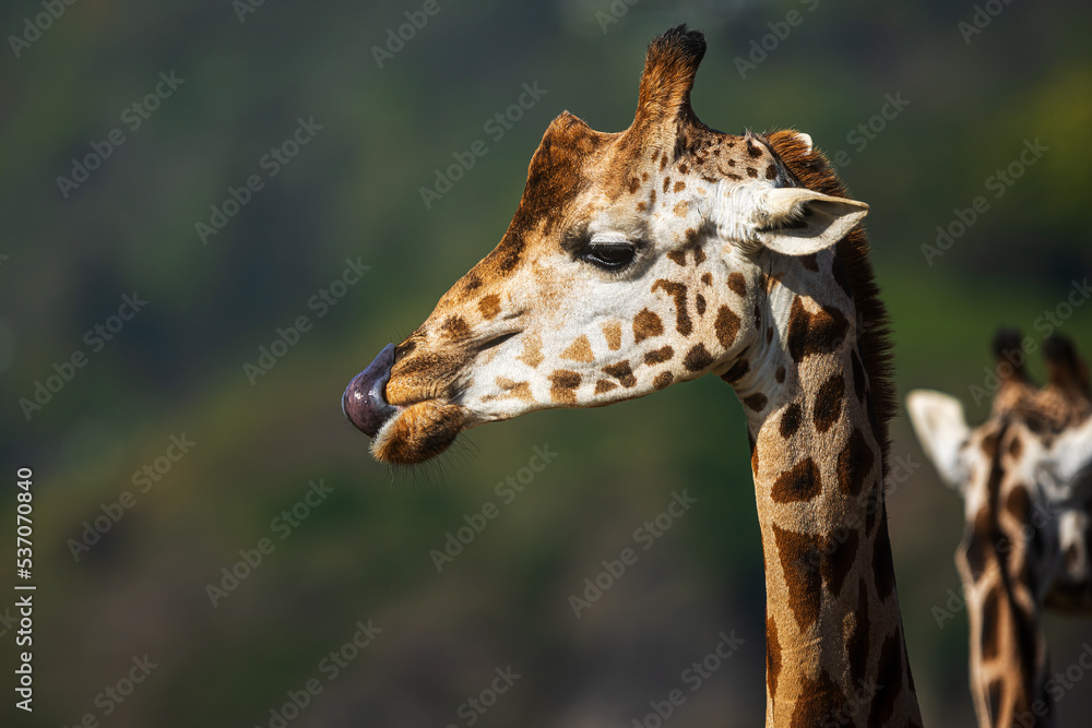 Fototapeta premium Nubian giraffe (Giraffa camelopardalis camelopardalis) a detailed portrait