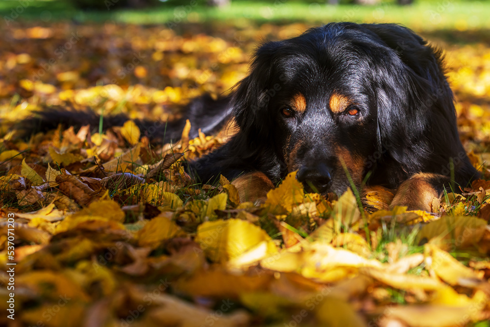 male dog hovawart gold and black resting in freshly fallen leaves in the autumn sun