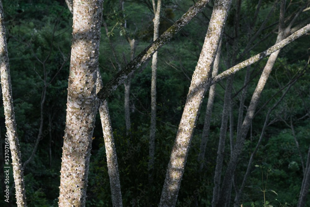 Fototapeta premium beautiful forest of Zanthoxylum rhoifolium or tachuelos in a rural area of Colombia. gray trees with white spots and stingers or spikes all over their bark.